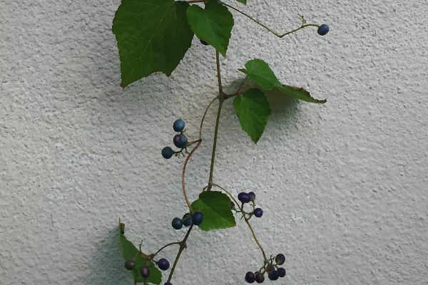 サンプルイメージ